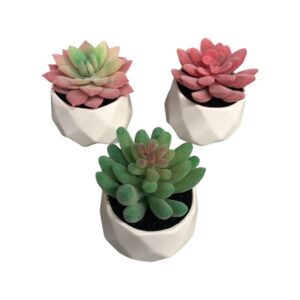 Decorative Succulent Plants In Ceramic Pot