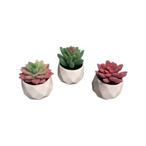 Decorative Succulent Plants In Ceramic Pot