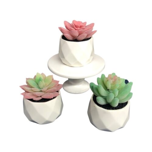 Decorative Succulent Plants In Ceramic Pot