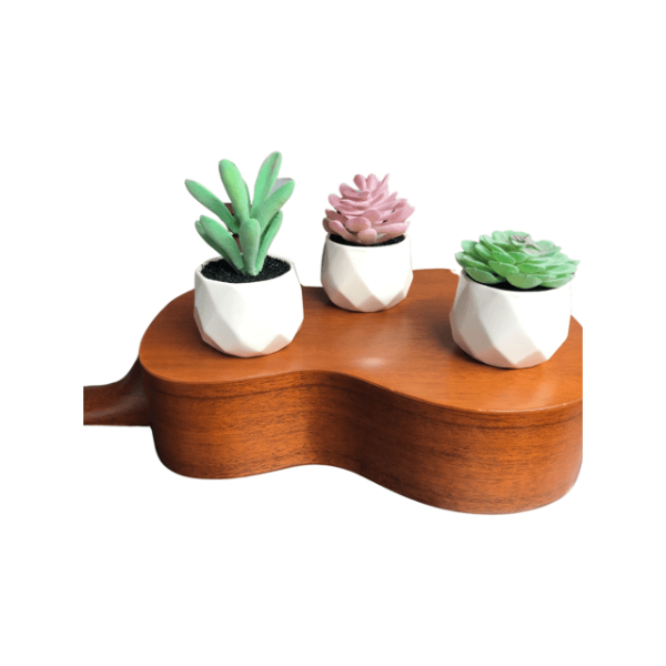 Sonoran Desert Decorative Succulent Plants In Ceramic Pot