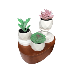 Sonoran Desert Decorative Succulent Plants In Ceramic Pot